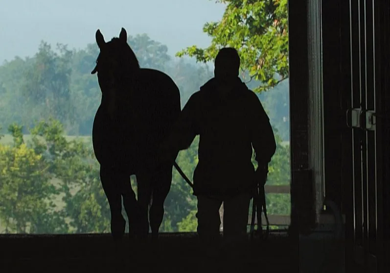Horses in the shade of a tree at Crestwood Farm
