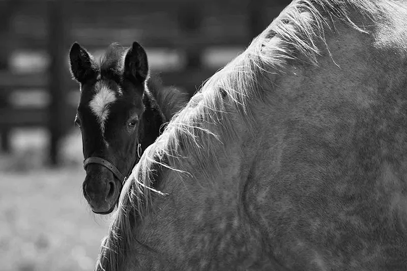 Spring at Crestwood Farm, mares and foals grazing