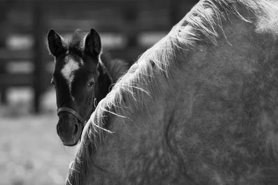 Mares and foals grazing in spring at Crestwood Farm in Lexington, Kentucky