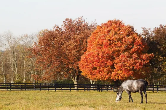 Board fencing and rolling pasture at Crestwood Farm in Lexington, Kentucky
