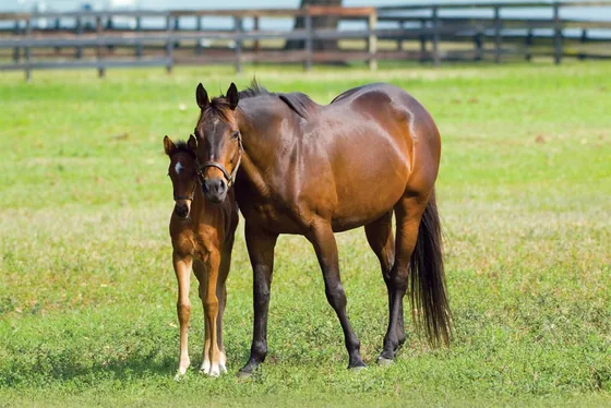 Limestone-rich Bluegrass pasture in Lexington, Kentucky
