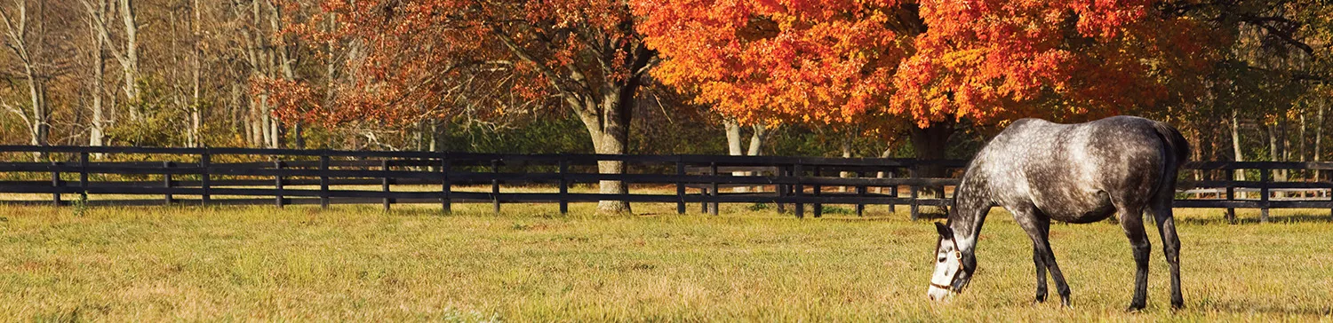 Mares and foals in a paddock at Crestwood Farm