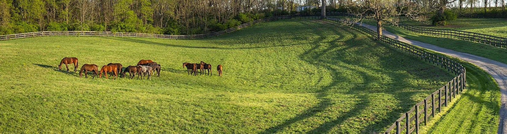 Yearlings turned out in the bluegrass at Crestwood Farm