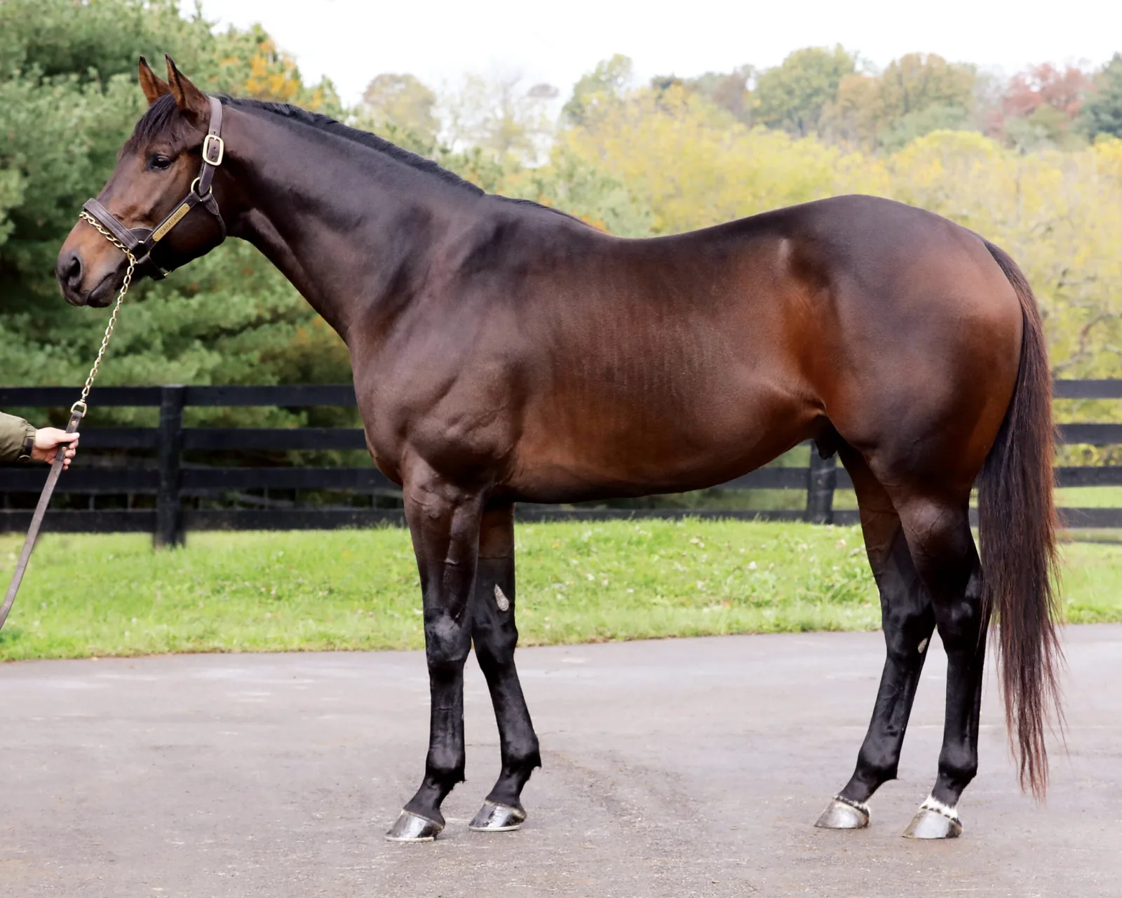 Caracaro, a bay Thoroughbred stallion by Uncle Mo, standing in conformation pose at Crestwood Farm