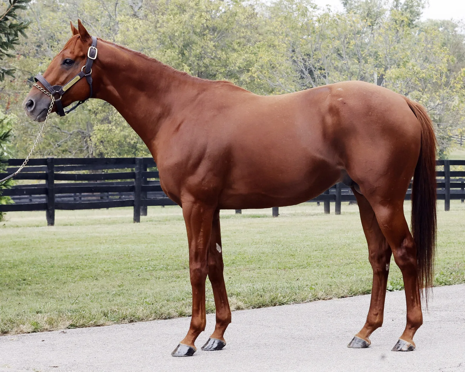 Sir Winston, Belmont Stakes G1 winner by Awesome Again, in conformation pose at Crestwood Farm