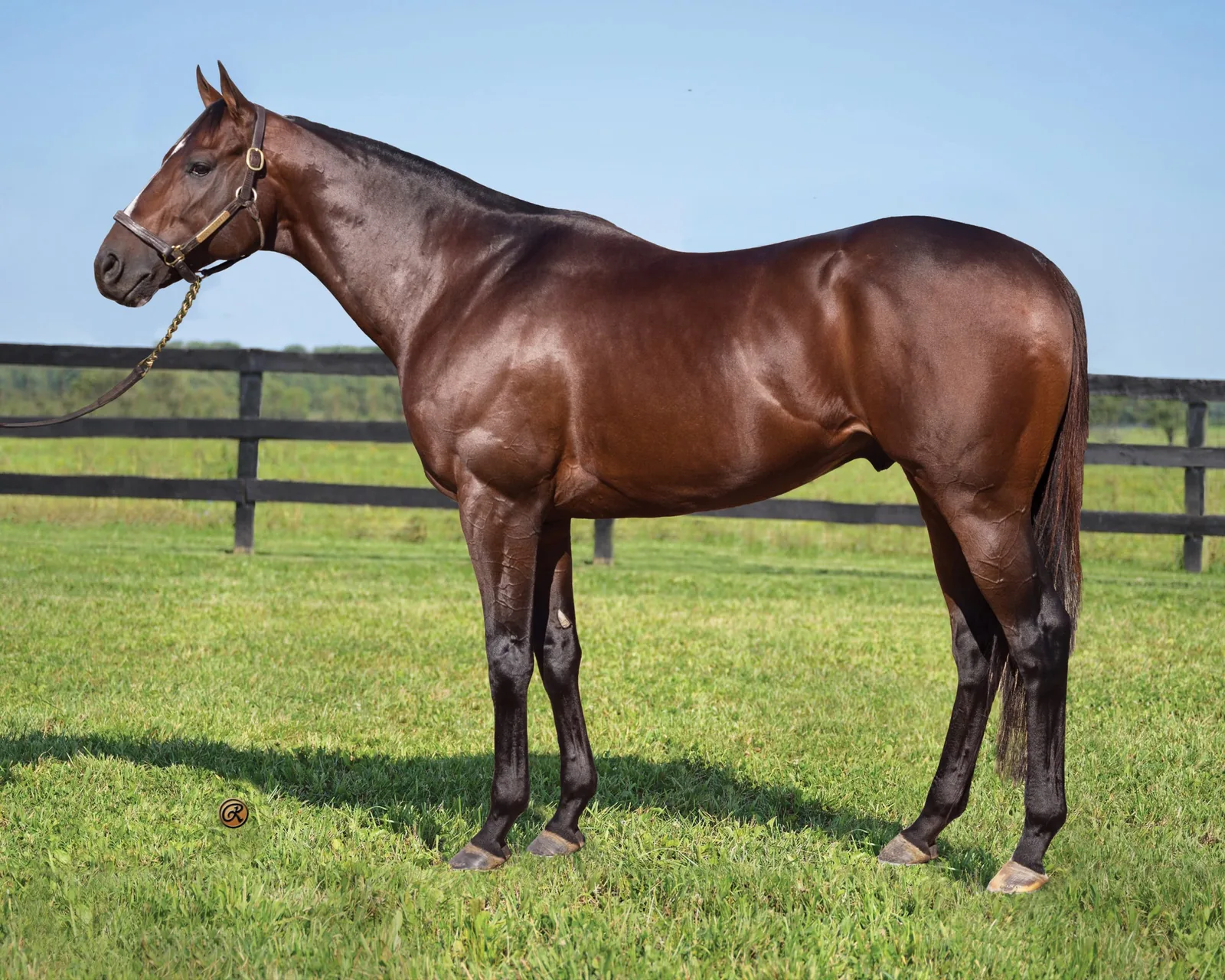 Stage Raider, half-brother to Triple Crown winner Justify, in conformation pose at Crestwood Farm