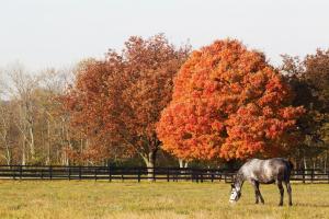 FarmscenicsZ24-1024x683